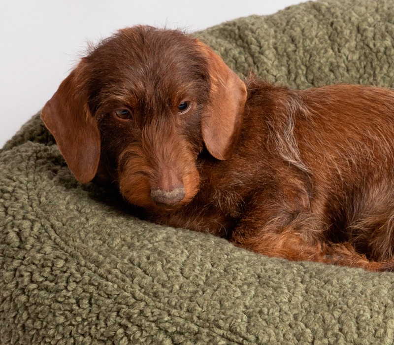 colchon paar perros redondo lana lavable de color verde