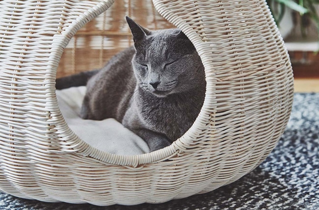 CAMAS DE DISEÑO PARA GATOS