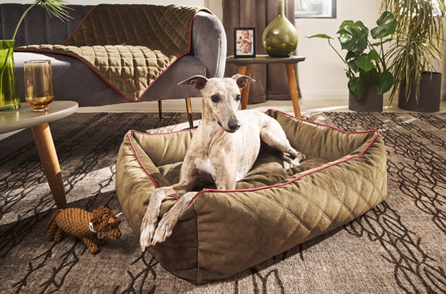 CAMAS-DE-DISEÑO-PARA-PERROS