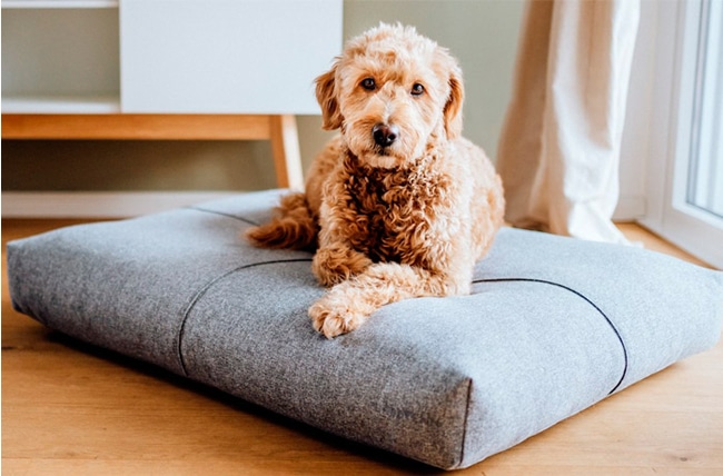 COLCHONES-DE-LUJO-PARA-PERROS