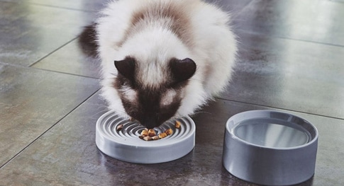 comedero-de-diseño-gatos